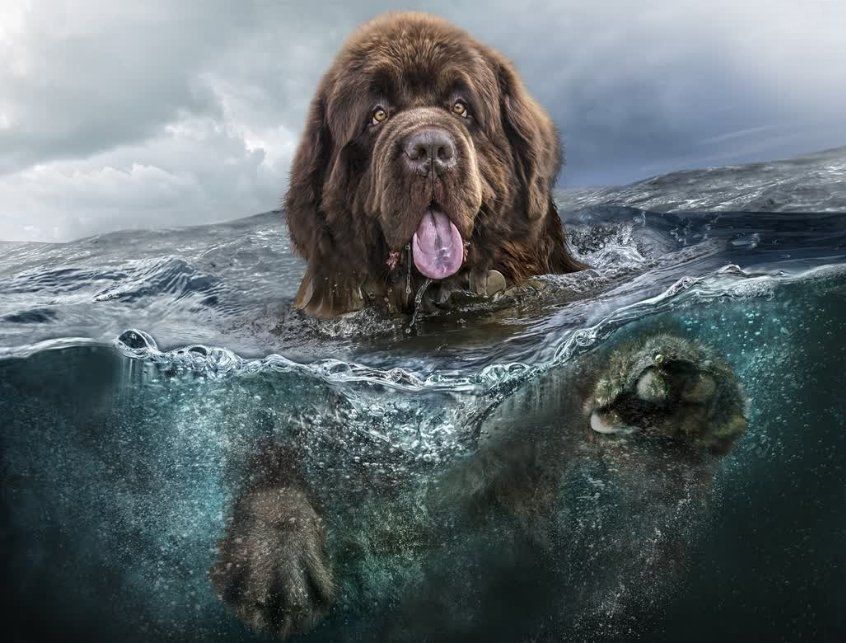 ECHL Growlers’ bark is worse than their bite, even with 2 game lead!