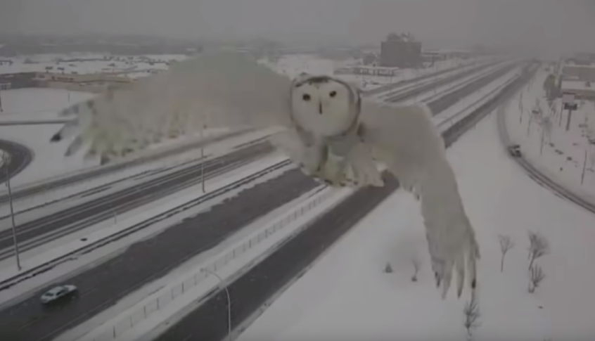 Snowy Owl Caught in Flight by Traffic Camera