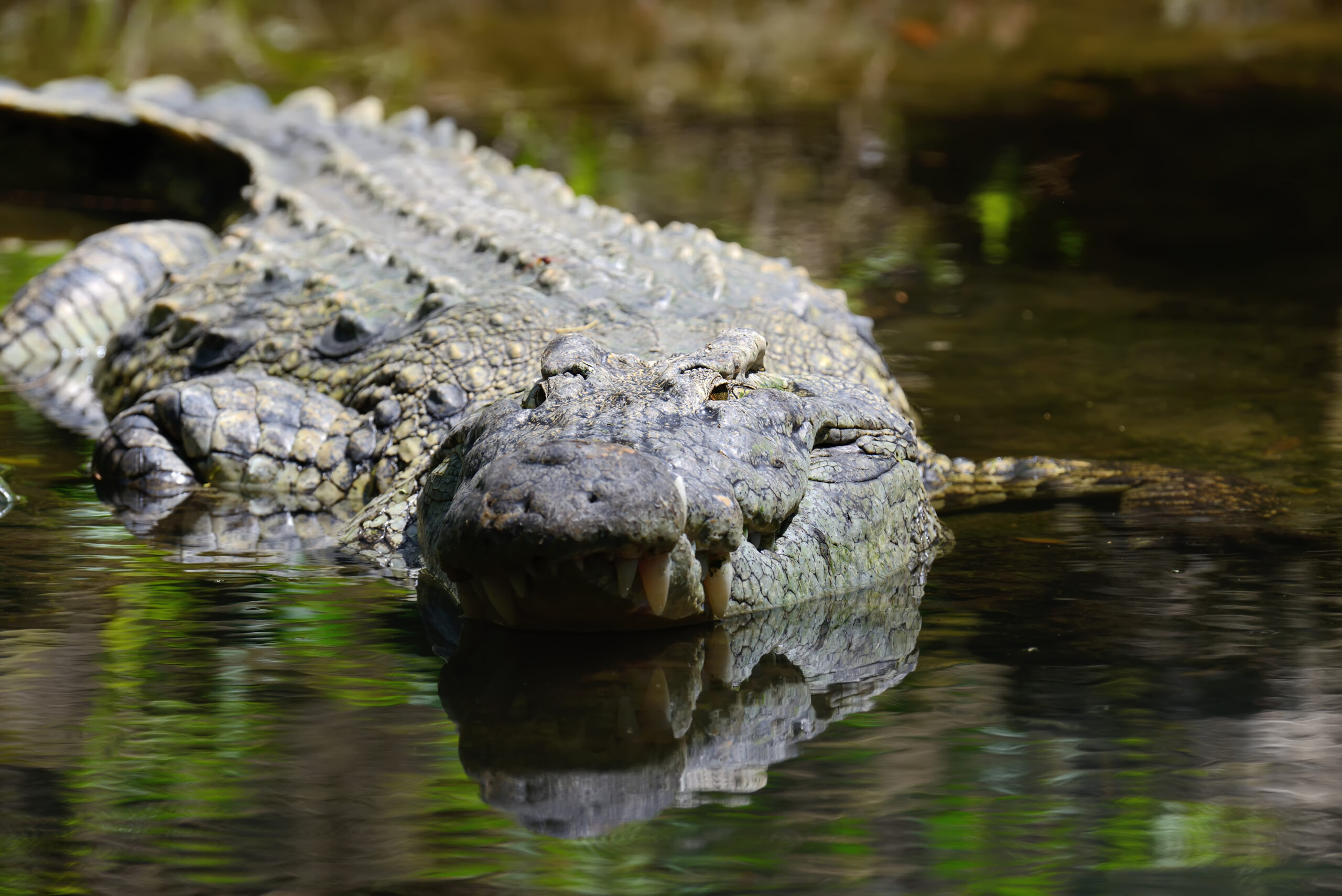 WATCH: Tennessee Police Warn Residents of ‘Meth-gators’