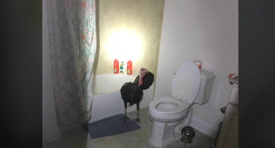 Breaking & Entering? Police Remove Turkey From Home